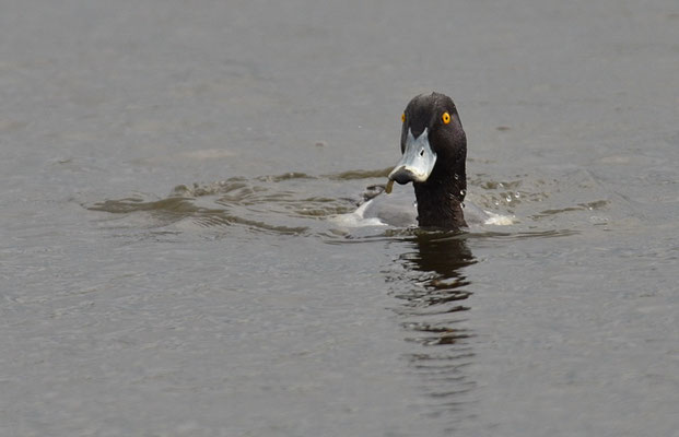 REIHERENTE, TUFTED DUCK, AYTHYA FULIGULA
