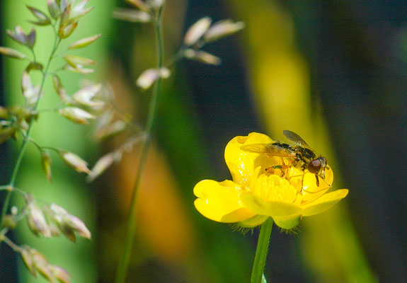 GESTREIFTE NASENSCHWEBFLIEGE, ANASIMYIA LINEATA