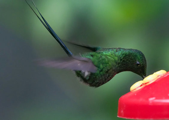 GRÜNE FADENELFE, GREEN THORNTAIL, DICOSURA CONVERSII - COSTA RICA