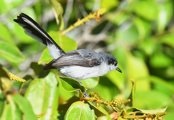 Amazonasmückenfänger, Tropical gnatcatcher, Polioptila plumbea