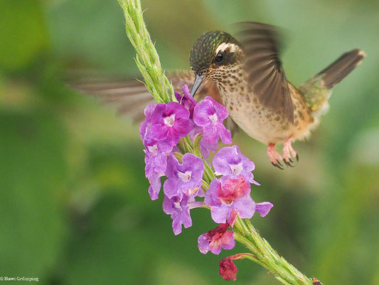 SCHWARZOHRKOLIBRI, SPECKLED HUMMINGBIRD - ADELOMYIA MELANOGENYS