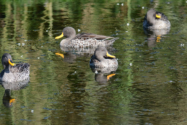 GELBSCHNABELENTE, YELLOW-BILLED DUCK, ANAS UNDULATA