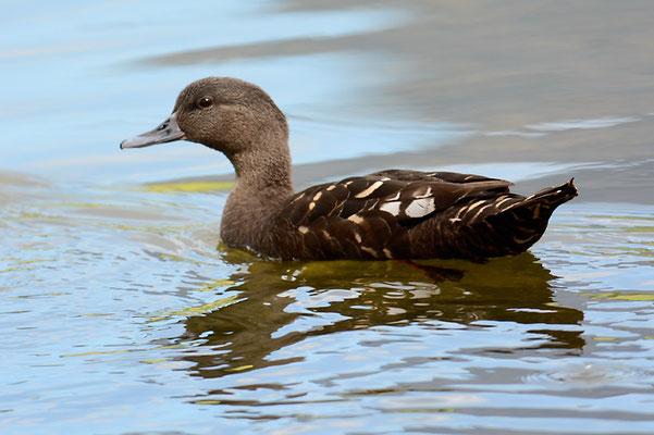 SCHWARZENTE, AFRICAN BLACK DUCK, ANAS SPARSA