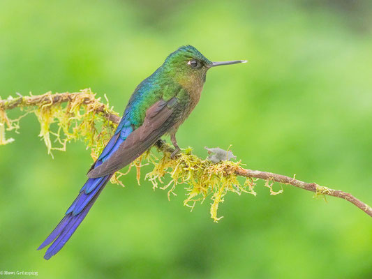 LANGSCHWANZSYLPHE, VIOLET-TAILED SYLPH -  AGLAIOCERCUS COELESTIS