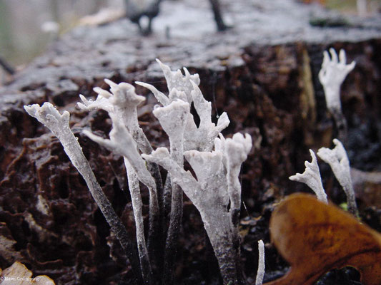 Geweihförmige Holzkeule - Xylaria hypoxylon