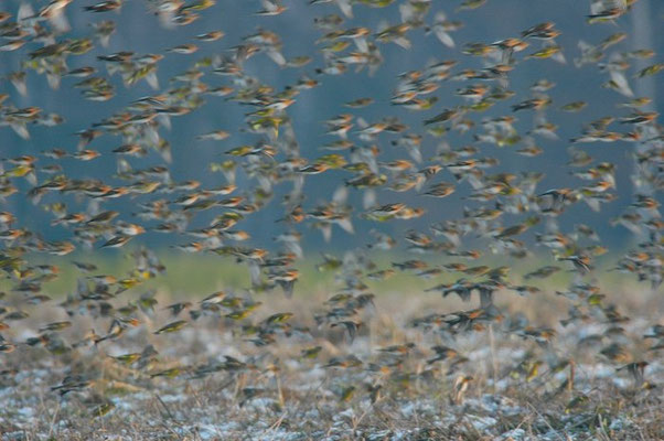 BERGFINK, BRAMBLING, FRINGILLA MONTIFRINGILLA