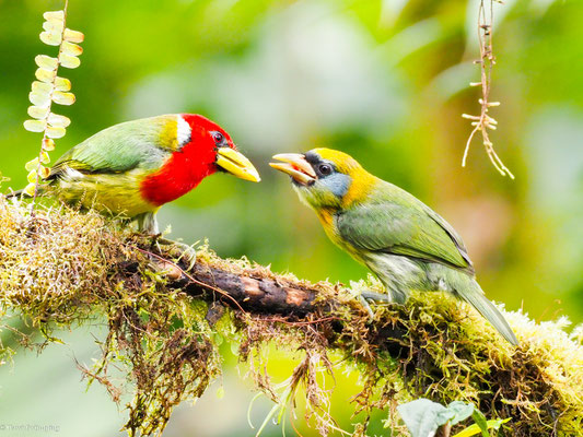 Andenbartvogel, Red-headed Barbet -  Eubucco bourcierii
