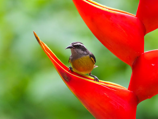 ZUCKERVOGEL, BANANAQUIT, COEREBA FLAVEOLA