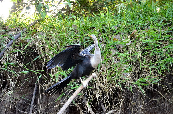AMERIKANISCHER SCHLANGENHALSVOGEL, ANHINGA, ANHINGA ANHINGA