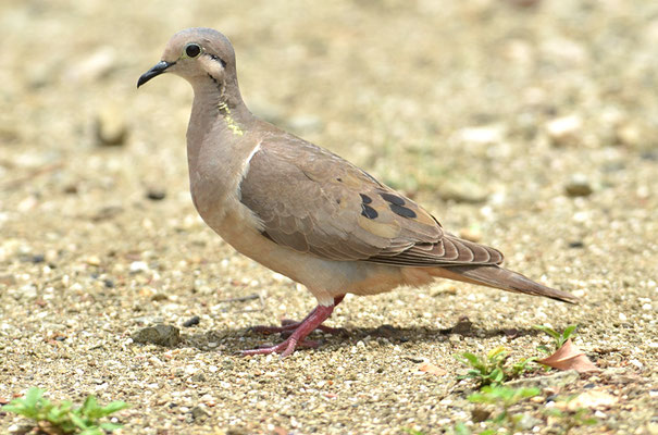 OHRFLECKTAUBE, EARED DOVE, ZENAIDA AURICULATA