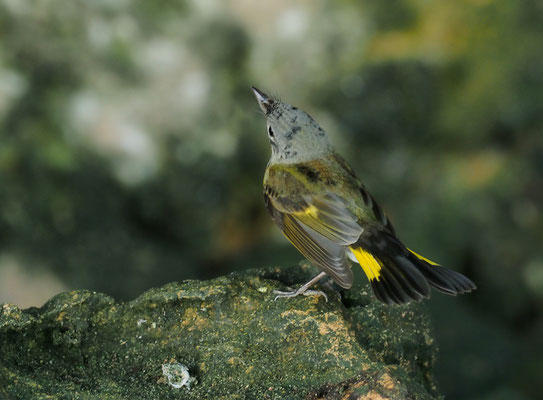 Setophaga ruticilla