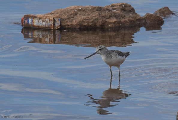 GRÜNSCHENKEL, GREENSHANK, TRINGA NEBULARIA