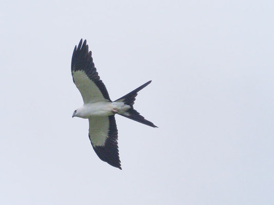 SCHWALBENWEIH, SWALLOW-TAILED KITE - ELANOIDES FORFICATUS