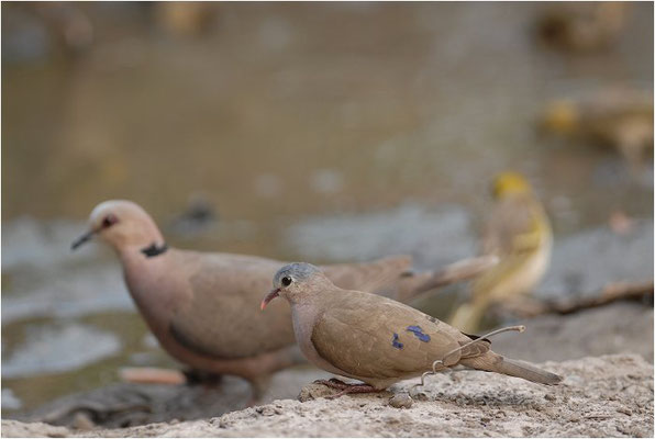 STAHLFLECKTAUBE, BLUE-SPOTTED WOOD DOVE, TURTUR AFER