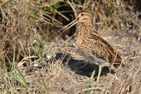BEKASSINE, COMMON SNIPE, GALLINAGO GALLINAGO