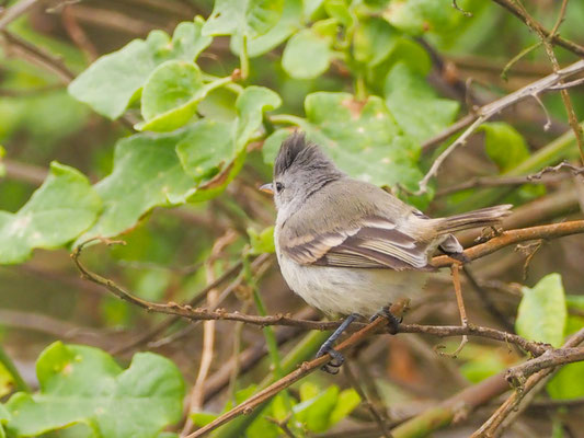 Haubenkleintyrann, Southern Beardless Tyrannulet - camptostoma obsoletum