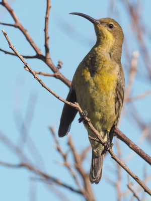 Malachitnektarvogel, malachite sunbird, nectarinia famosa