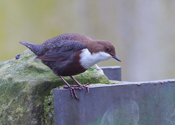 WASSERAMSEL, DIPPER, CINCLUS CINCLUS