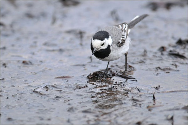 BACHSTELZE,WHITE WAGTAIL, MOTACILLA ALBA