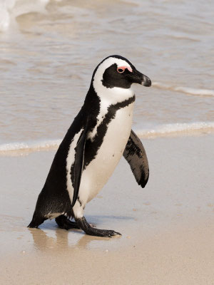 Kappinguin, african penguin, pespheniscus demersus