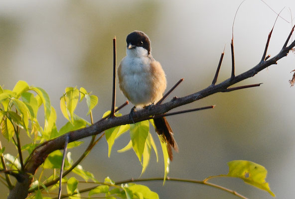 SCHACHWÜRGER, LONG-TAILED SHRIKE, LANIUS SCHACH