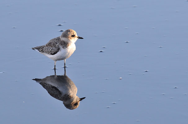SEEREGENPFEIFER, KENTISH PLOVER, CHARADRIUS ALEXANDRINUS