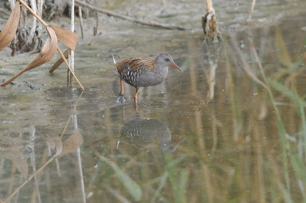 WASSERRALLE, WATER RAIL, RALLUS AQUATICUS