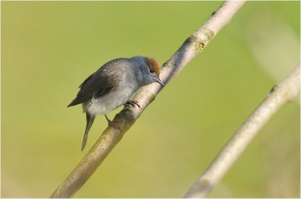 MÖNCHSGRASMÜCKE, BLACKCAP, SYLVIA ATRICAPILLA