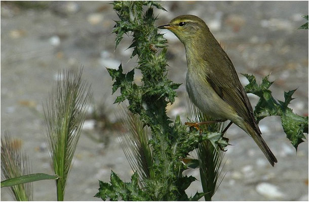 FITIS,  WILLOW WARBLER, PHYLLOSCOPUS TROCHILUS