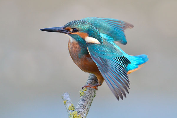 EISVOGEL, COMMON KINGFISHER, ALCEDO ATTHIS