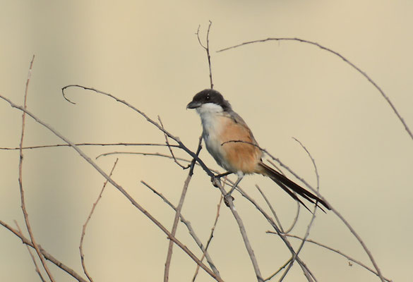 SCHACHWÜRGER, LONG-TAILED SHRIKE, LANIUS SCHACH