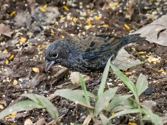 JACARINIAMMER, BLUE-BLACK GRASSQUIT - VOLATINIA JACARINA