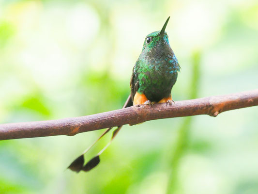 PERU-FLAGGENSYLPHE, PERUVIAN RACKET-TAIL - OCREATUS PERUANUS