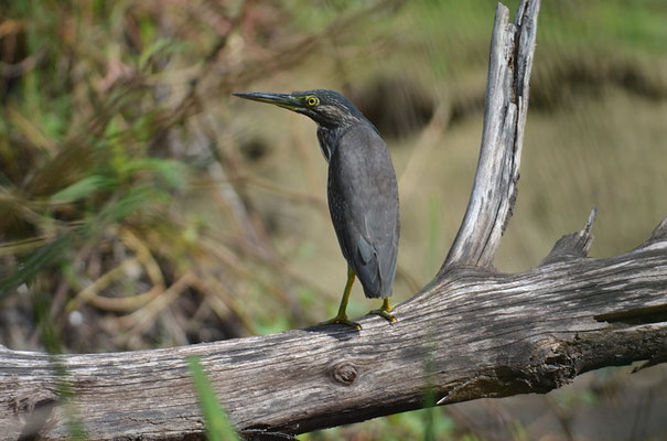 MANGROVENREIHER, LITTLE HERON, BUTORIDES STRIATUS