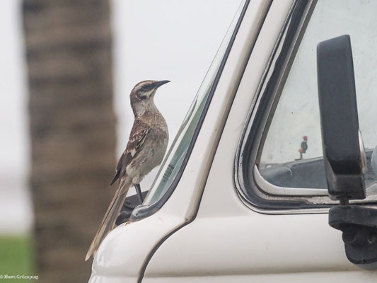 LANGSCHWANZ-SPOTTDROSSEL, LONG-TAILED MOCKINGBIRD - MIMUS LONGICAUDATUS
