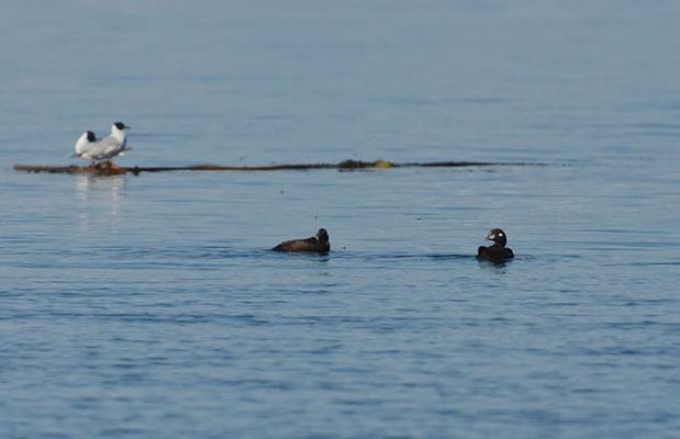 KRAGENENTE, HARLEQUIN DUCK, HISTRIONICUS HISTRIONICUS