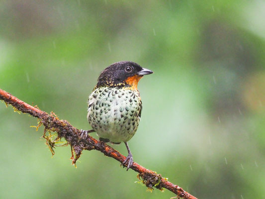 ROSTKEHLTANGARE, RUFOUS-THROATED TANAGER, TANGARA RUFIGULA