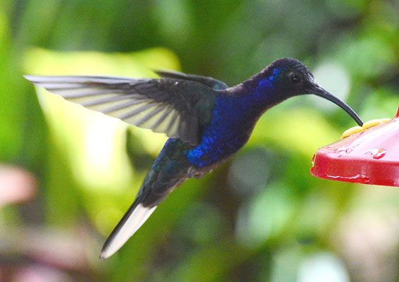 VIOLETTDEGENFLÜGEL, VIOLET SABREWING, CAMPYLOPTERUS HEMILEUCURUS