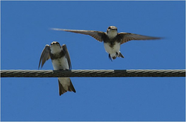 UFERSCHWALBE, SAND MARTIN, RIPARIA RIPARIA