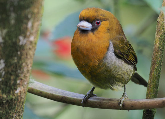 AZTEKENBARTVOGEL, PRONG-BILLED BARBET,  SEMINORNIS FRANTZII