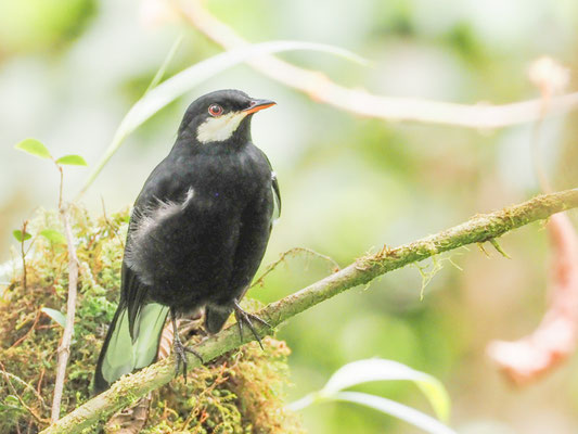 Schwarzklarino, Black Solitaire - Entomodestes coracinus
