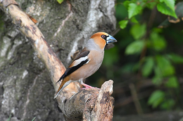 KERNBEISSER, HAWFINCH, COCCOTHRAUSTES  COCCOTHRAUSTES