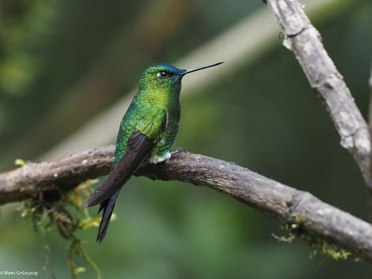 LANGSCHWANZHÖSCHENKOLIBRI, SAPPHIRE-VENTED PUFFLEG - ERIOCNEMIS LUCIANI