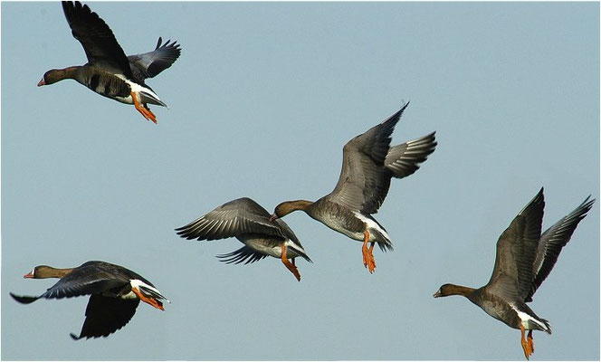 BLÄSSGANS, WHITE-FRONTED GOOSE, ANSER ALBIFRONS