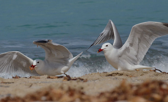 KORALLENMÖWE, AUDOUIN´S GULL, LARUS AUDOUINII