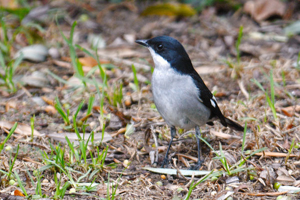 WÜRGERSCHNÄPPER, FISCAL FLYCATCHER, SIGELUS SILENS
