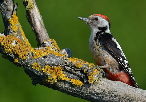 MITTELSPECHT, MIDDLE-SPOTTED WOODPECKER
