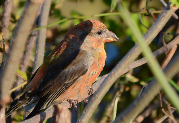 FICHTENKREUZSCHNABEL, COMMON CROSSBILL, LOXIA CURVIROSTRA