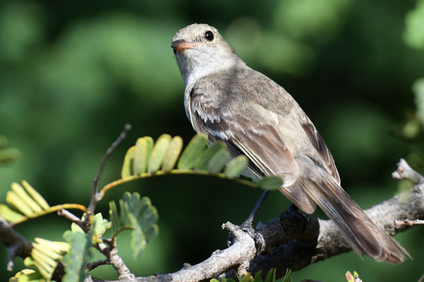 WEISSBAUCHELAENIE, CARIBBEAN ELAENIA, ELAENIA PARVIROSTRIS