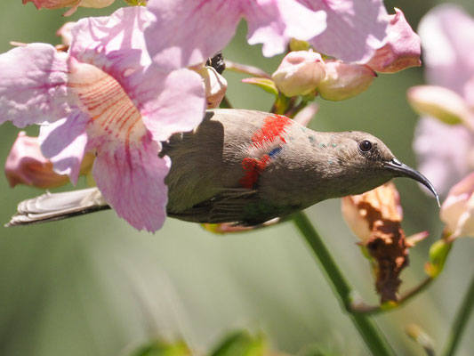 BLAUBANDNEKTARVOGEL, SOUTHERN DOUBLE-COLLARED SUNBIRD, CINNYRIS CHALYBEUS